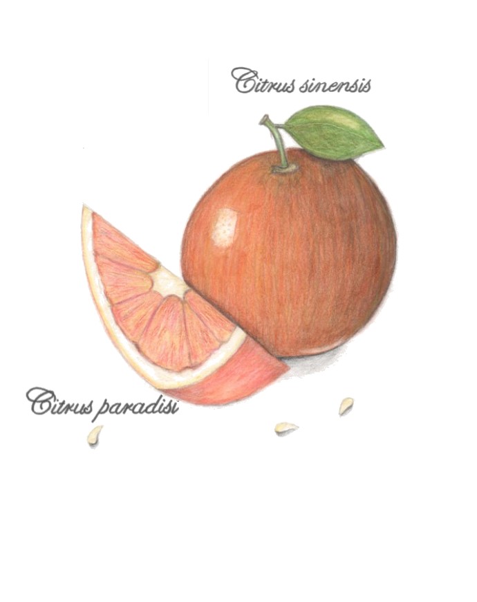 botanical-practice-orange-and-grapefruit-1