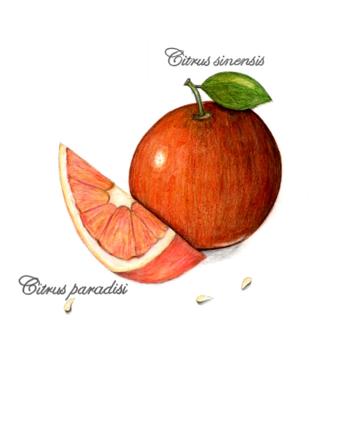 botanical-practice-orange-and-grapefruit-2
