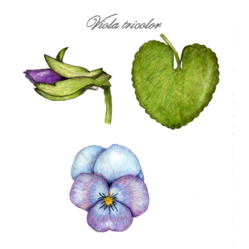 botanical-practice-pansy-1