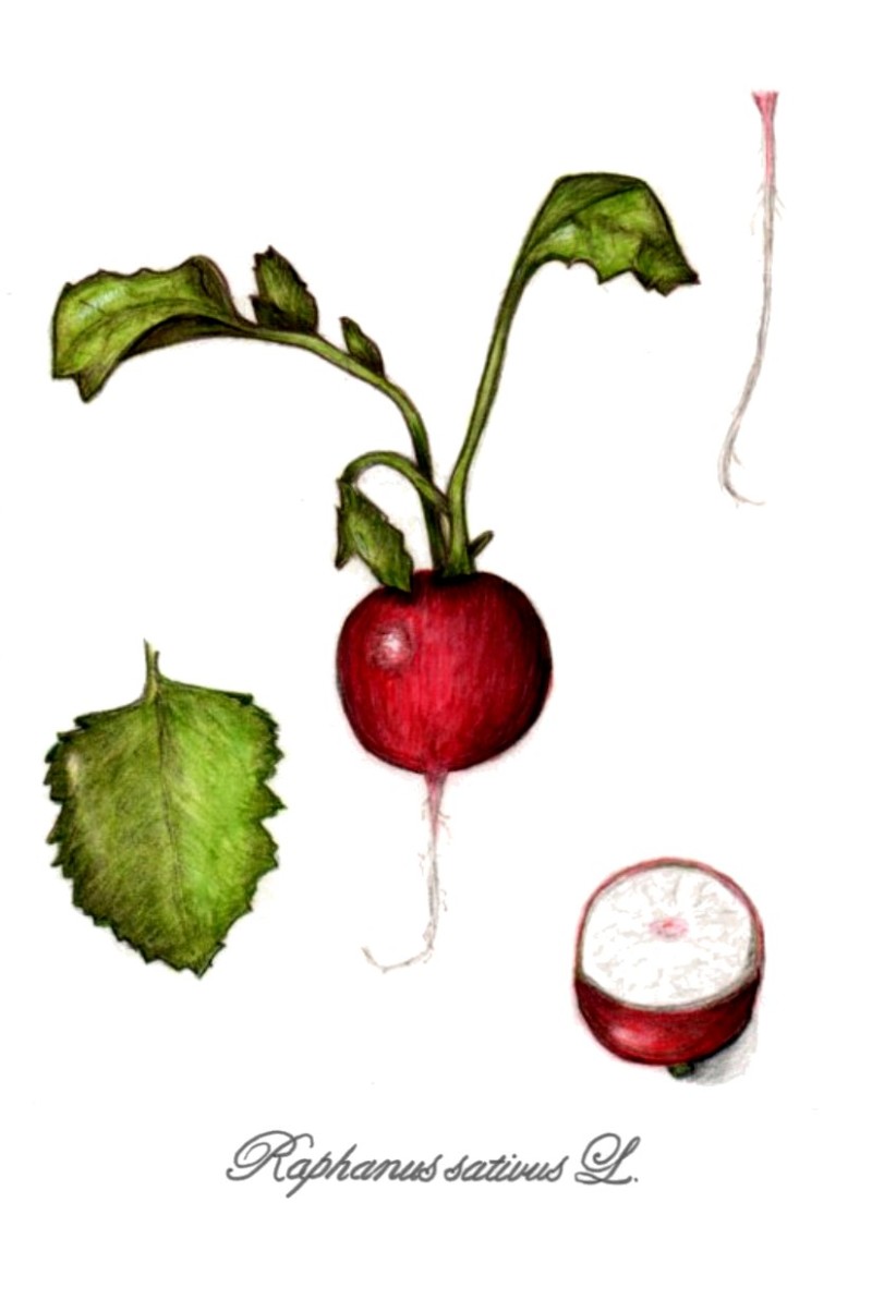 botanical-practice-radish-study