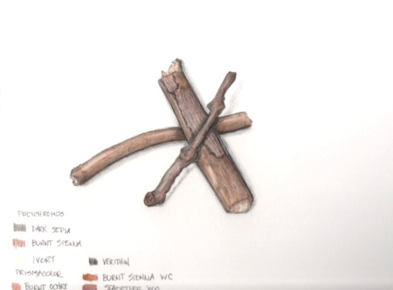 botanical-practice-set-of-branches