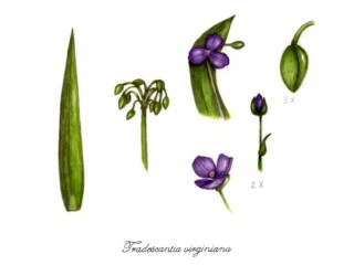 Botanical Practice Spiderwort