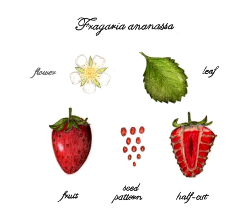 botanical-practice-strawberry-study