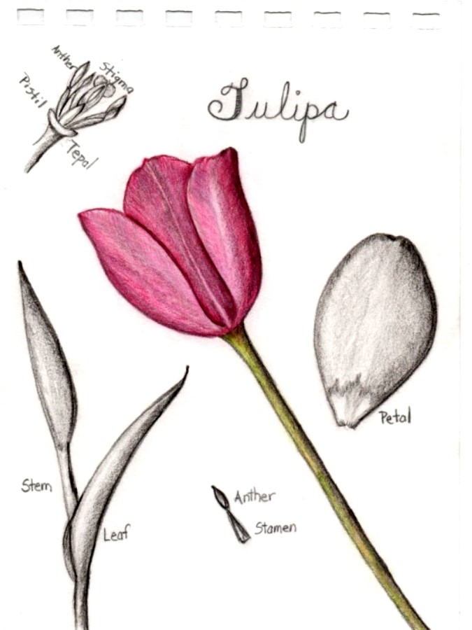 botanical-practice-tulip-2