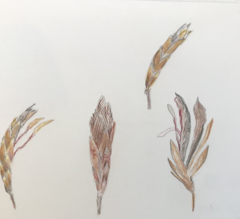 beech-flower-study