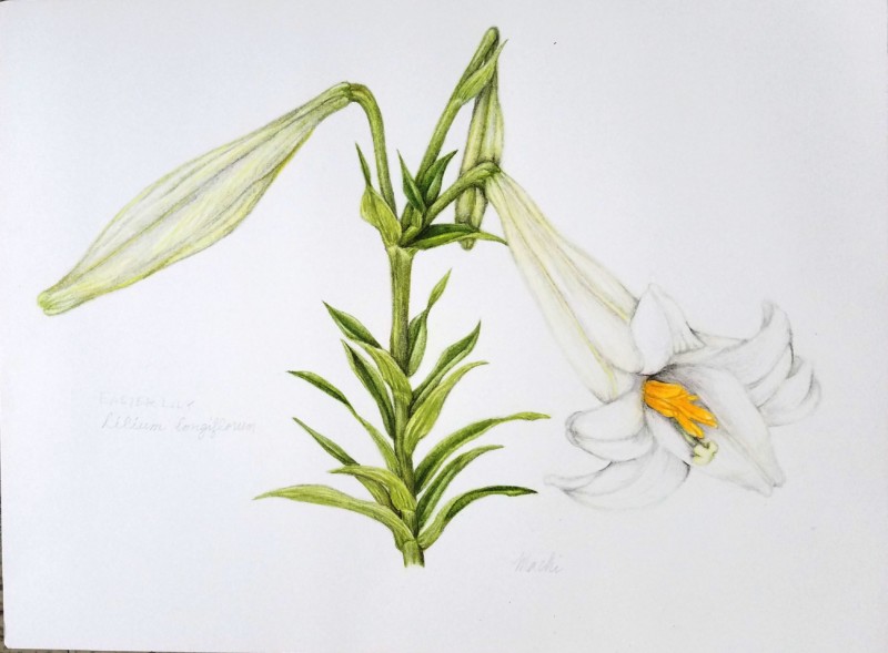 easter-lily-naturalized-in-okinawa
