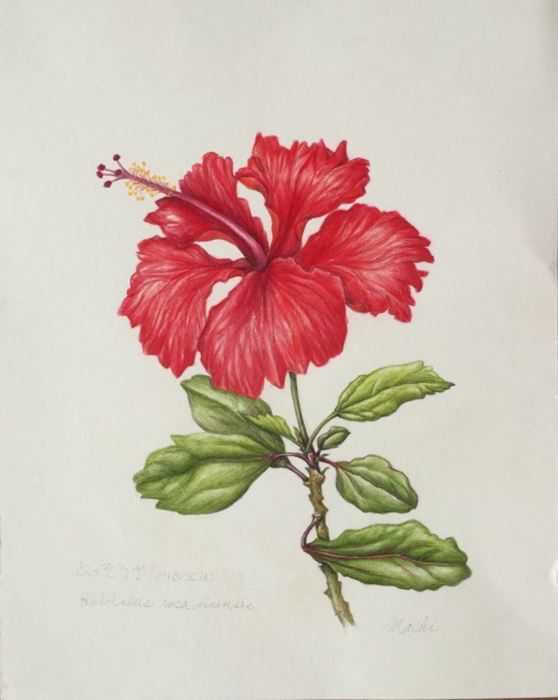 hibiscus-senaha-5-3-2018