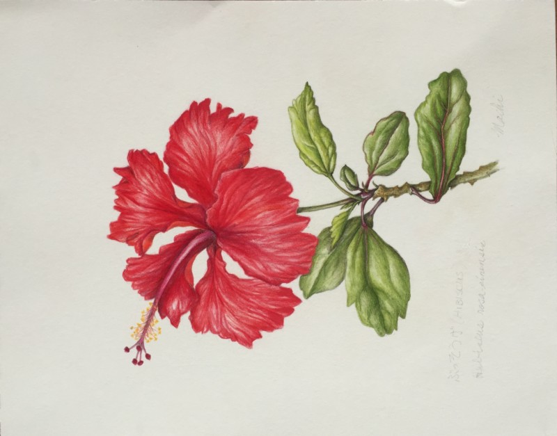 hibiscus-hybrid-2_may-2018
