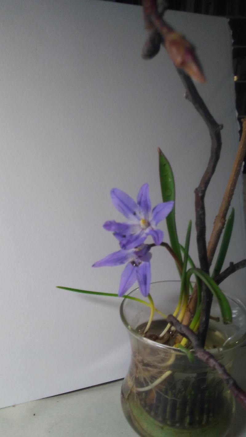 chionodoxa
