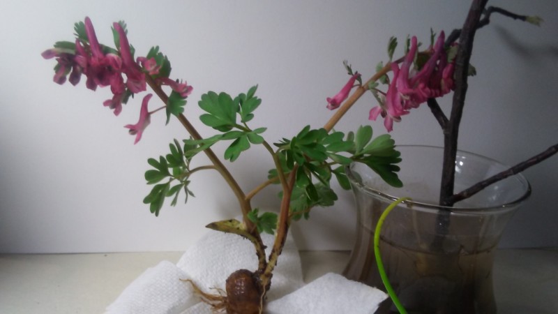 corydalis