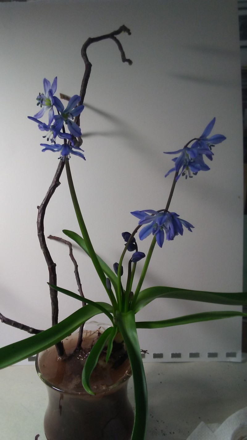 scilla