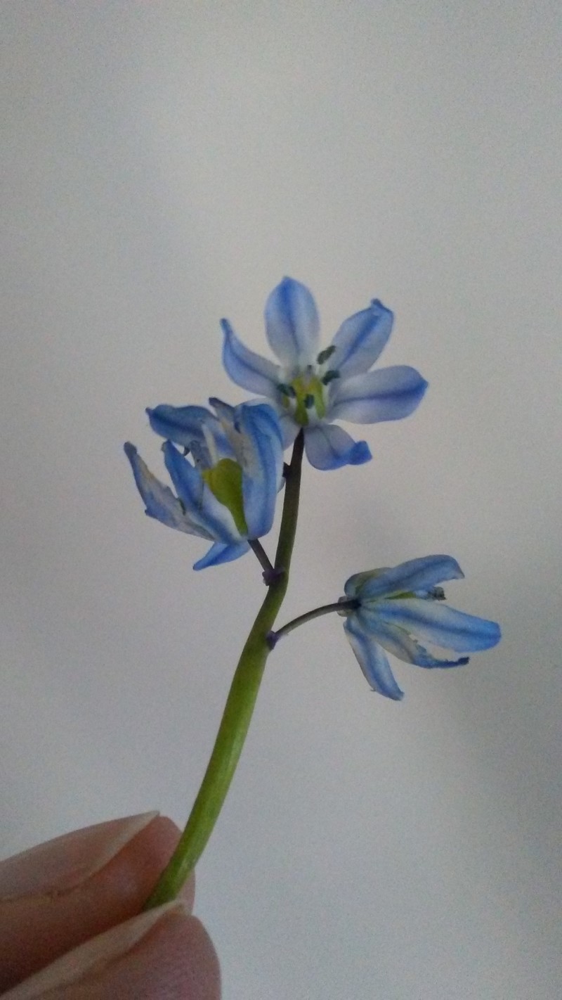 scilla-photo