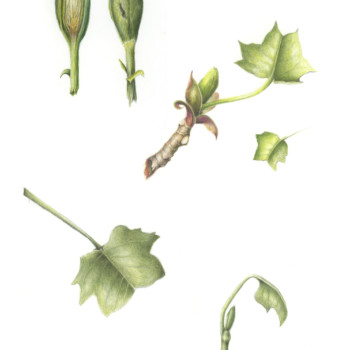 tuliptreebaby-leaf-composite2