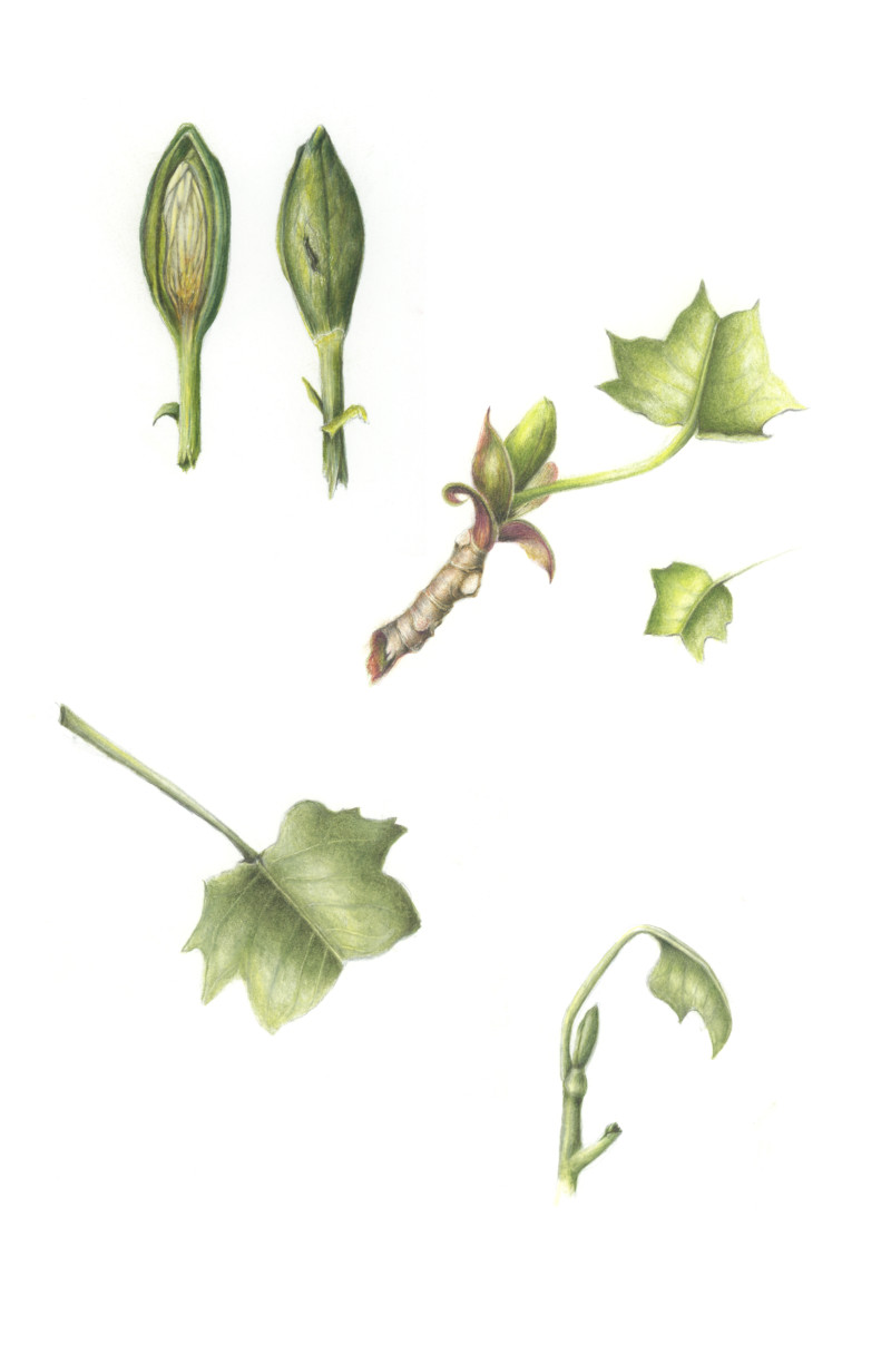 tuliptreebaby-leaf-composite2