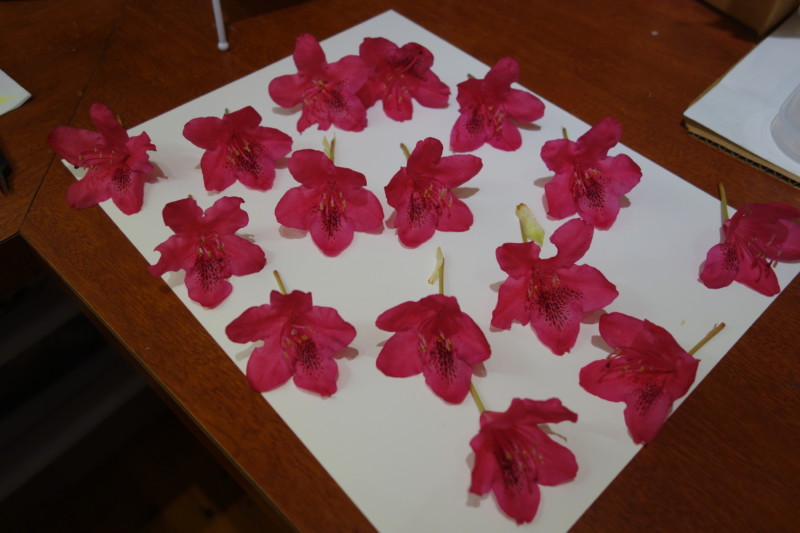 15-flowers-on-a-rhododendron-infloresence