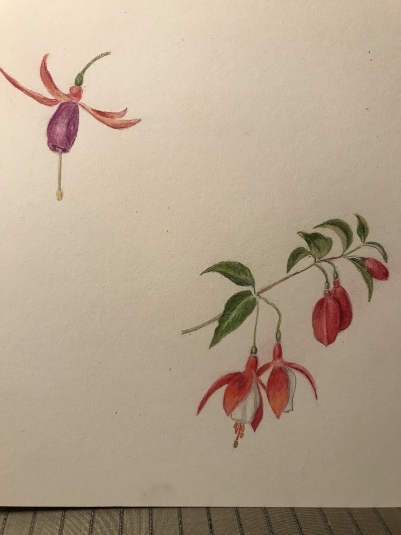 fushia