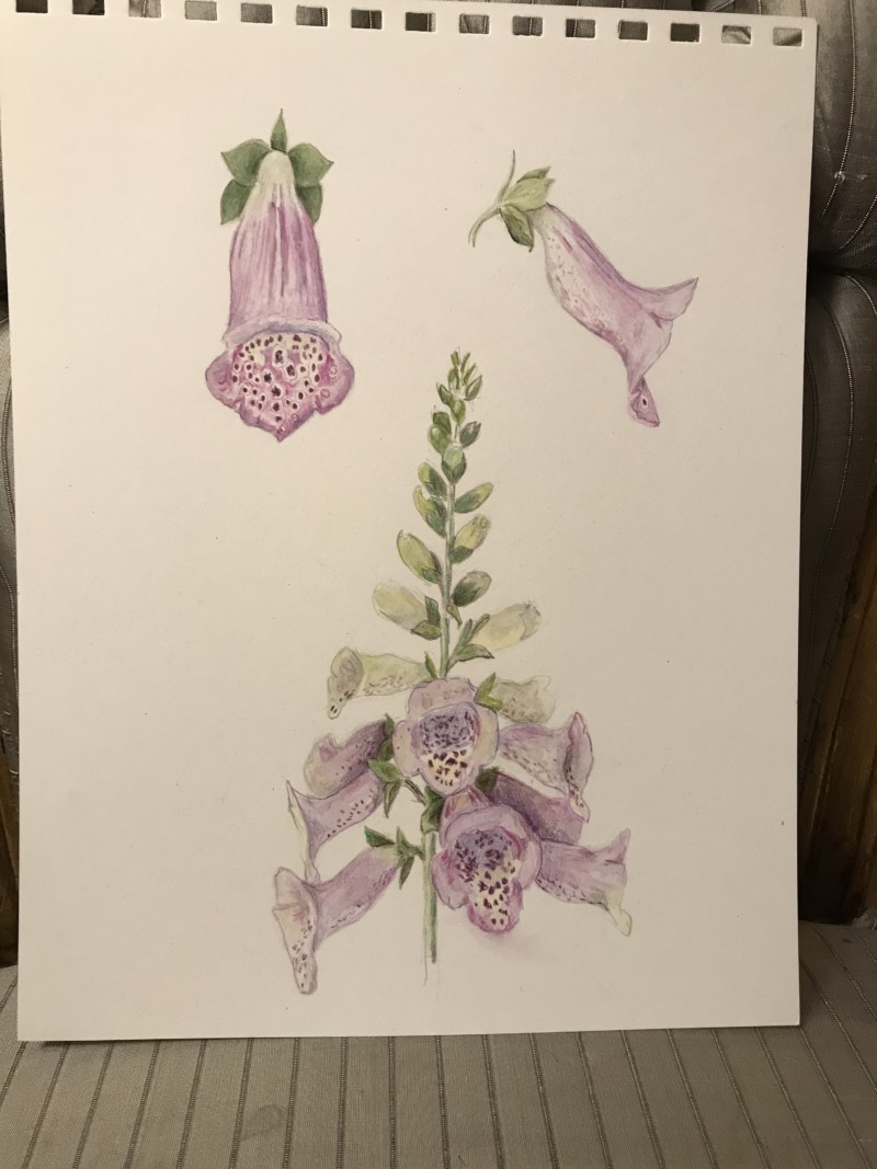 digitalis-from-garden