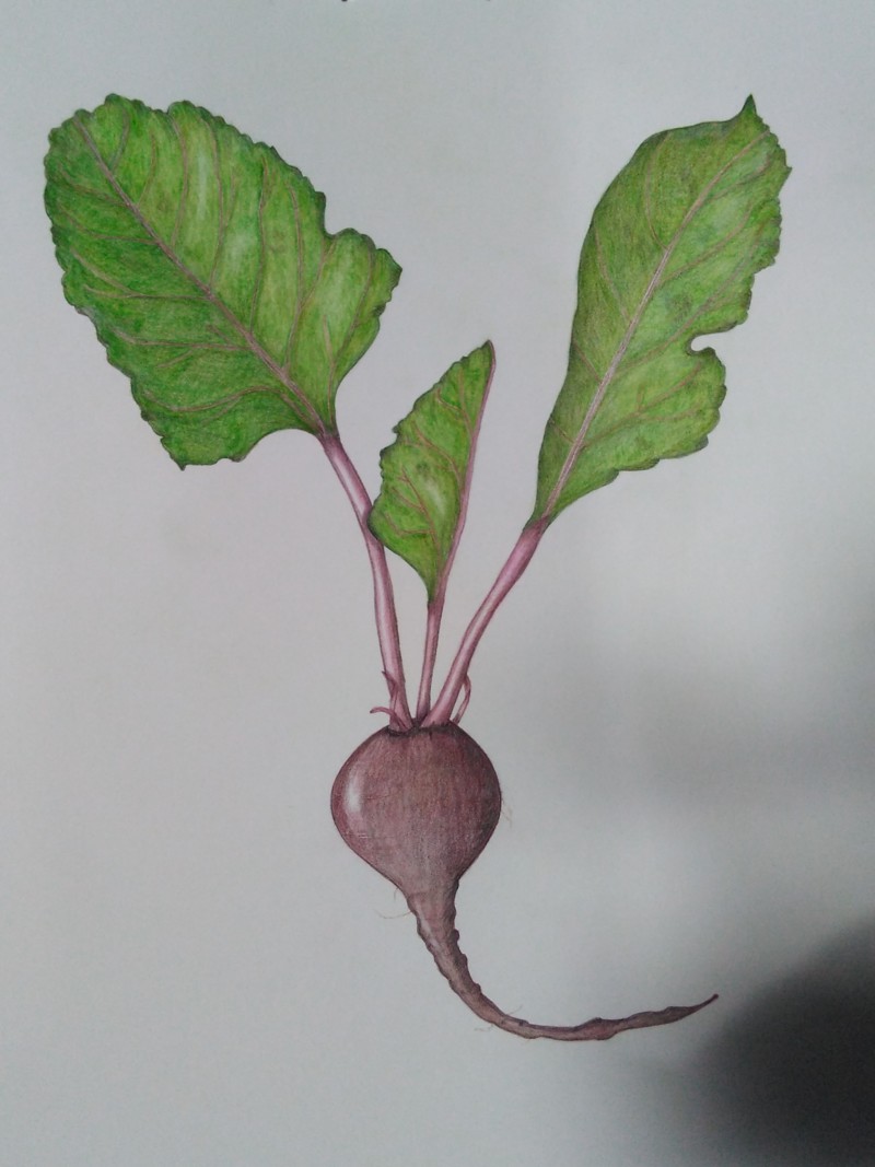 beet-botanical-3