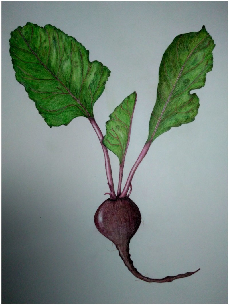 botanical-practice-beet-3