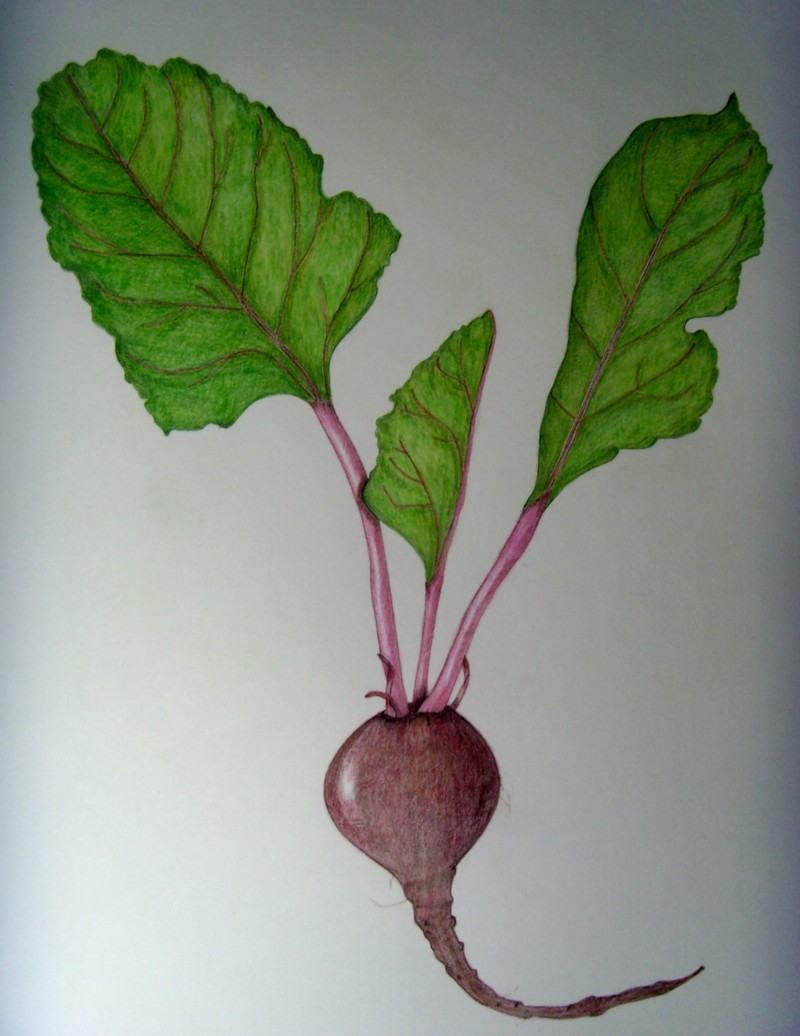 botanical-practice-beet