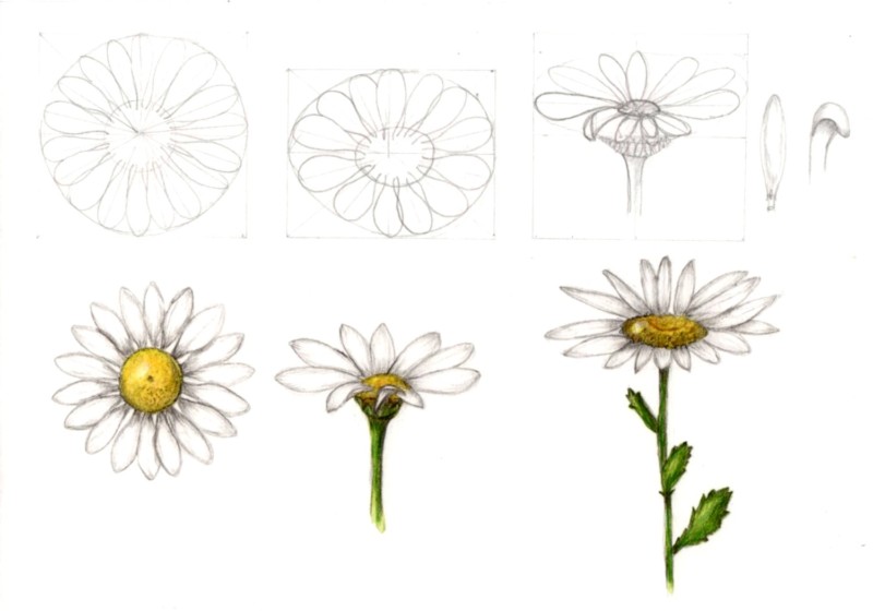 botanical-practice-daisy-1