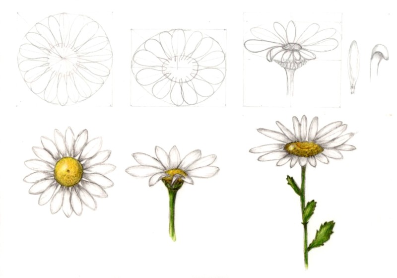 botanical-practice-daisy-2