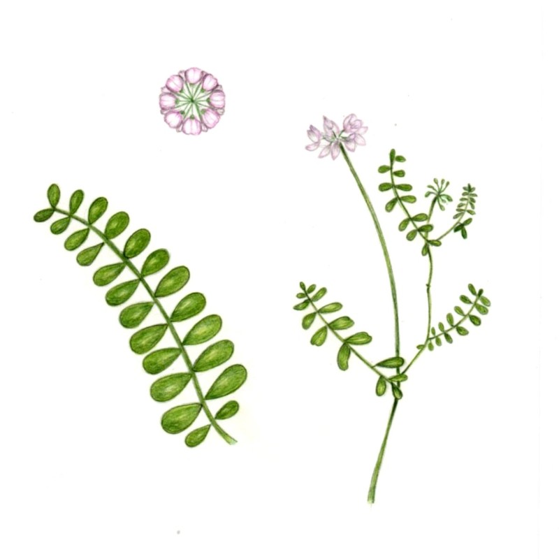 botanical-practice-fern