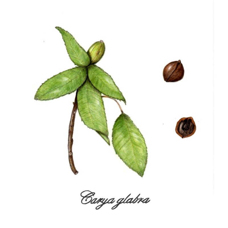 botanical-practice-hickory-tree