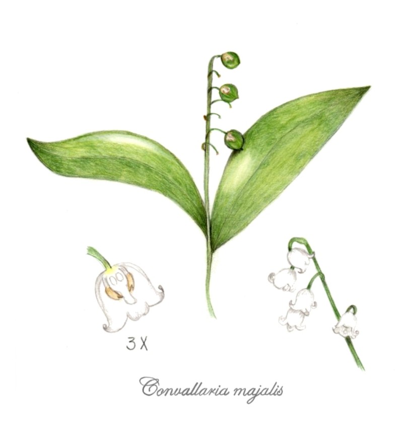 botanical-practice-lily-of-the-valley
