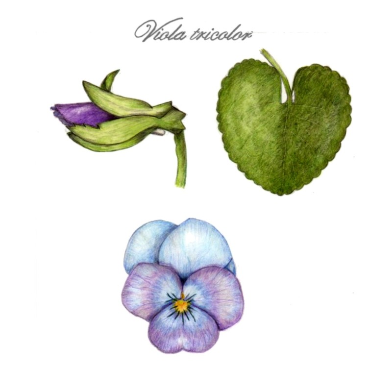 botanical-practice-pansy-2