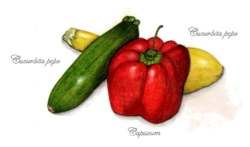 botanical-practice-squash-and-pepper-2
