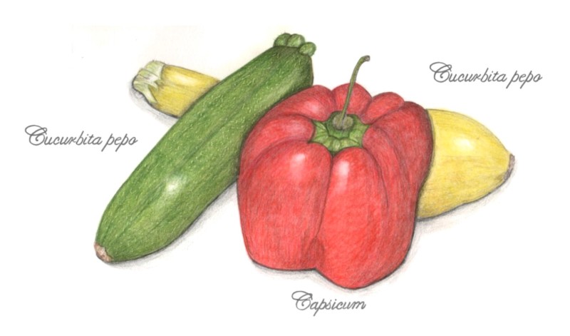 botanical-practice-squash-and-pepper
