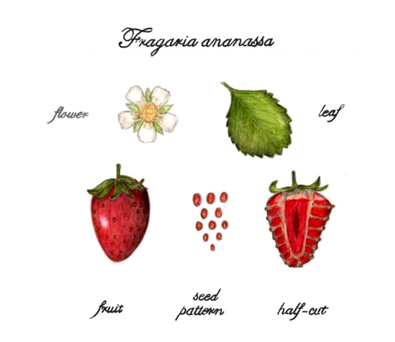 botanical-practice-strawberry-study-2