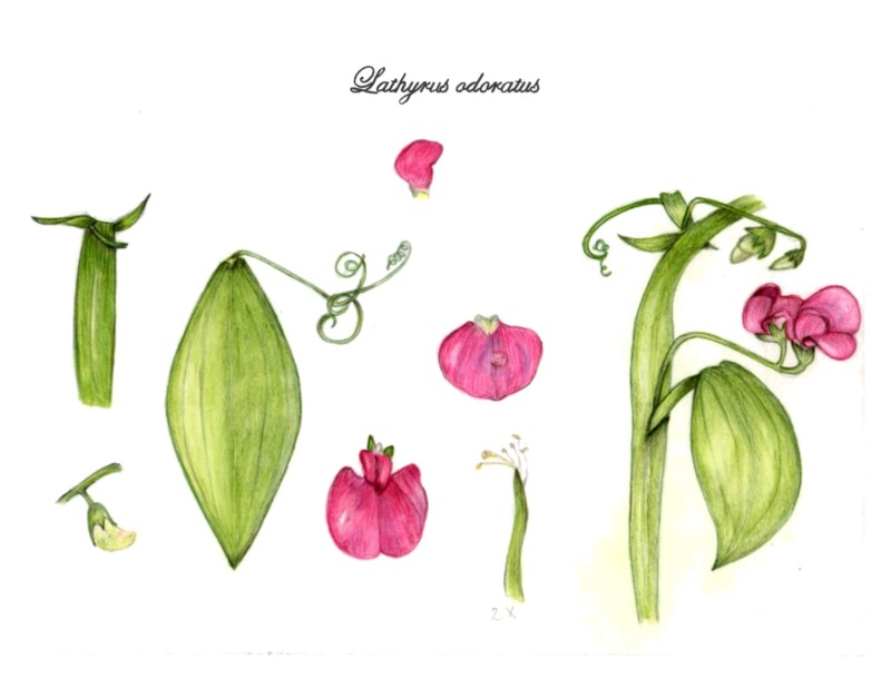 botanical-practice-sweet-pea-1