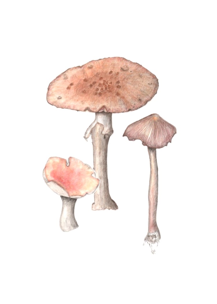 botanical-practice-toadstools-1