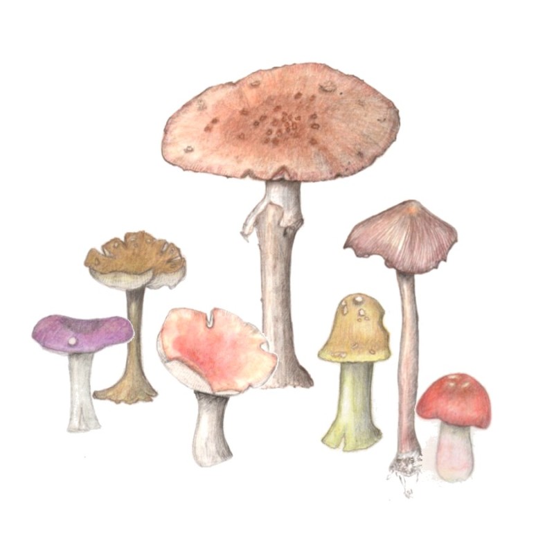 botanical-practice-toadstools-4