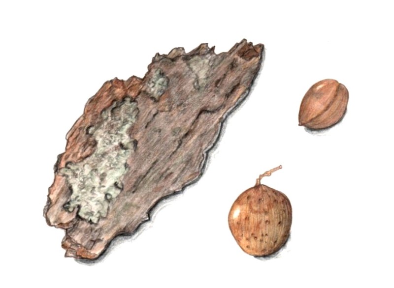 botanical-practice-tree-bark-nut-and-seed-2