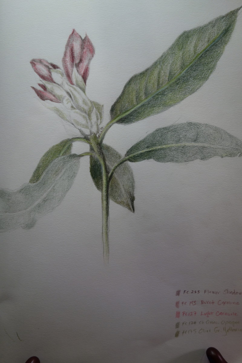 rhododendon-opening-bud