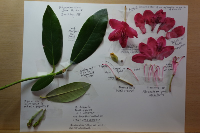 rhododendron-herbariam-page
