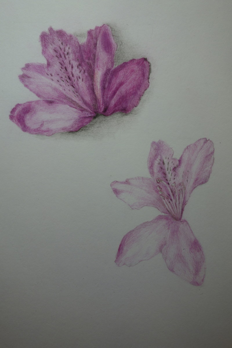 rhododendron-study