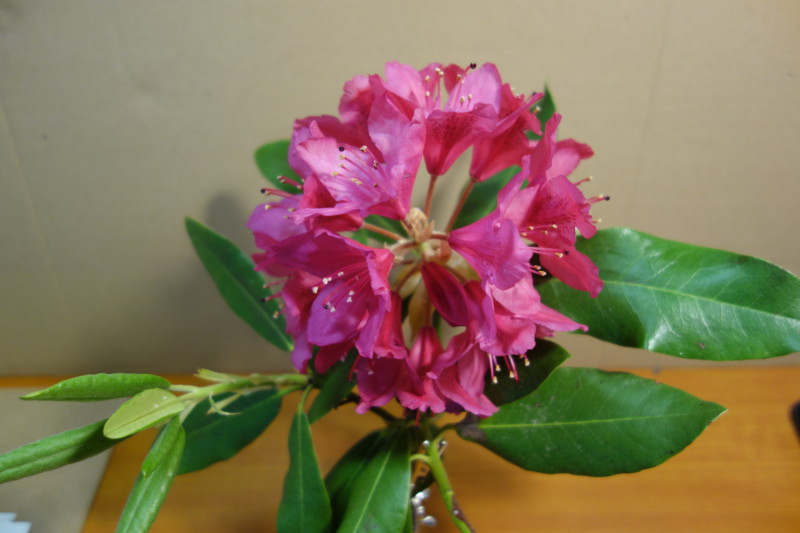 rhododendron-infloresence