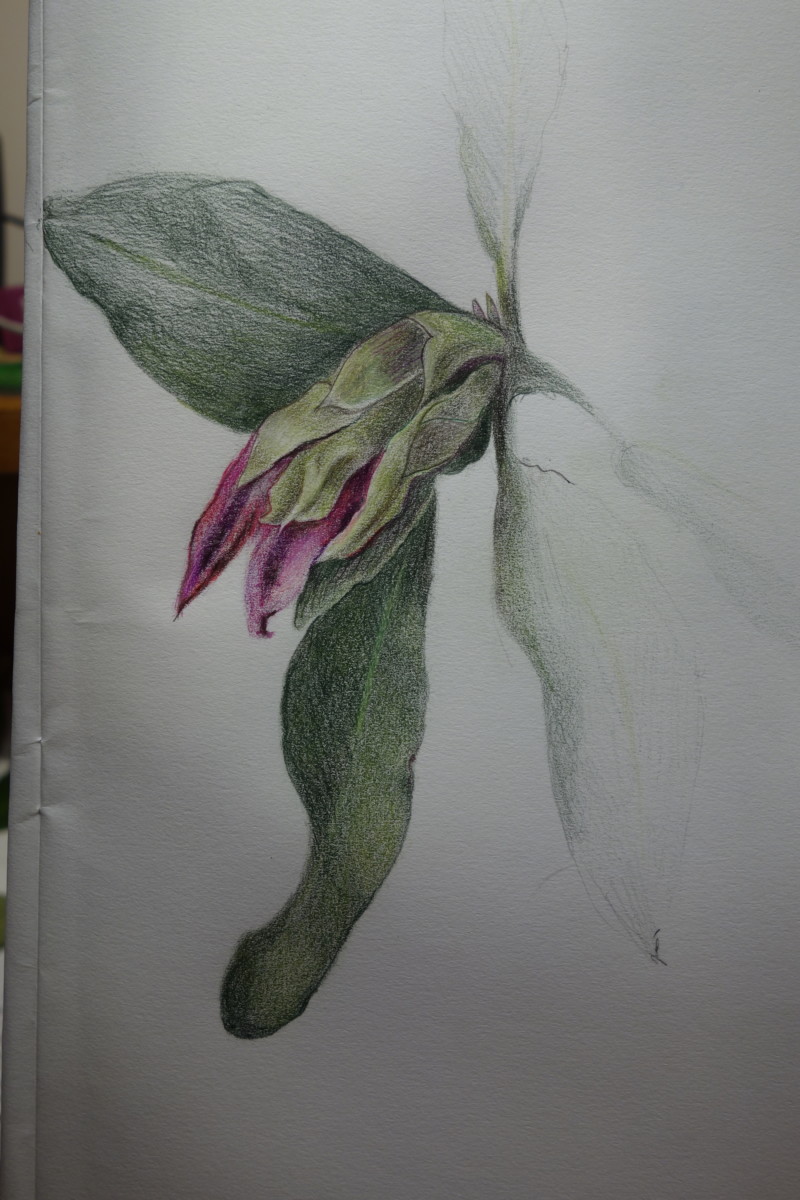 rhododendron-opening-bud-2