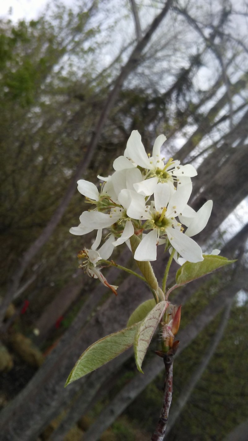 amelanchier-flower