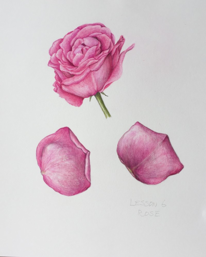 lesson-6-rose
