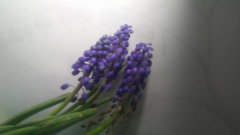 muscari