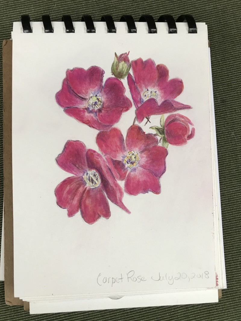 carpet-rose-from-red-garden