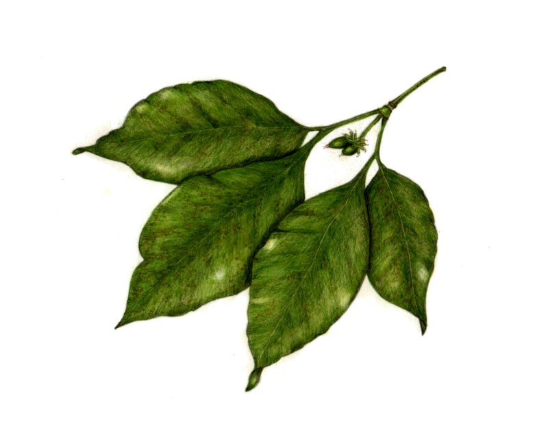 botanical-practice-branch-leaves-and-seed-pods