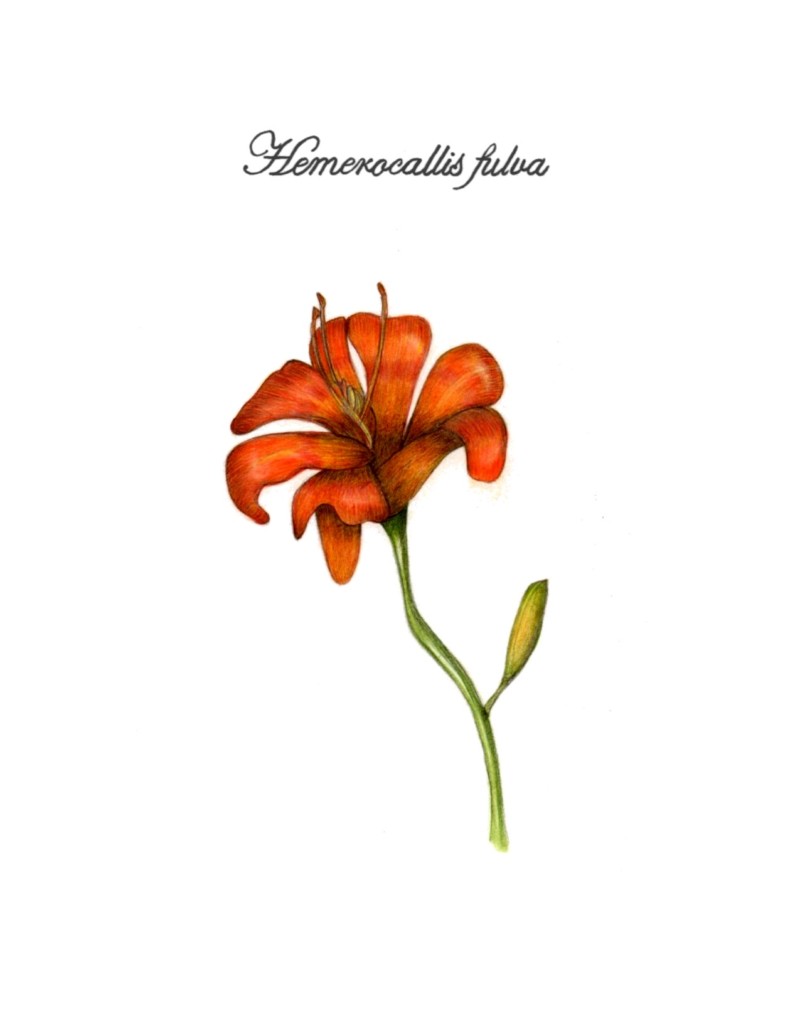 botanical-practice-daylily-3