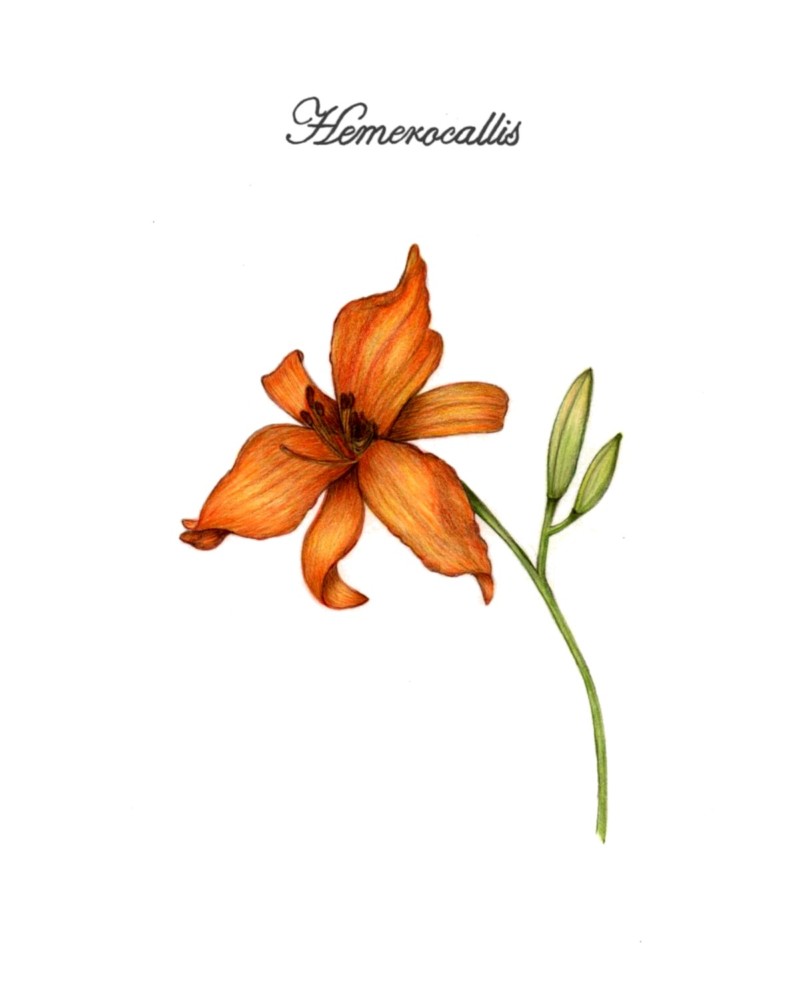 botanical-practice-daylily-4