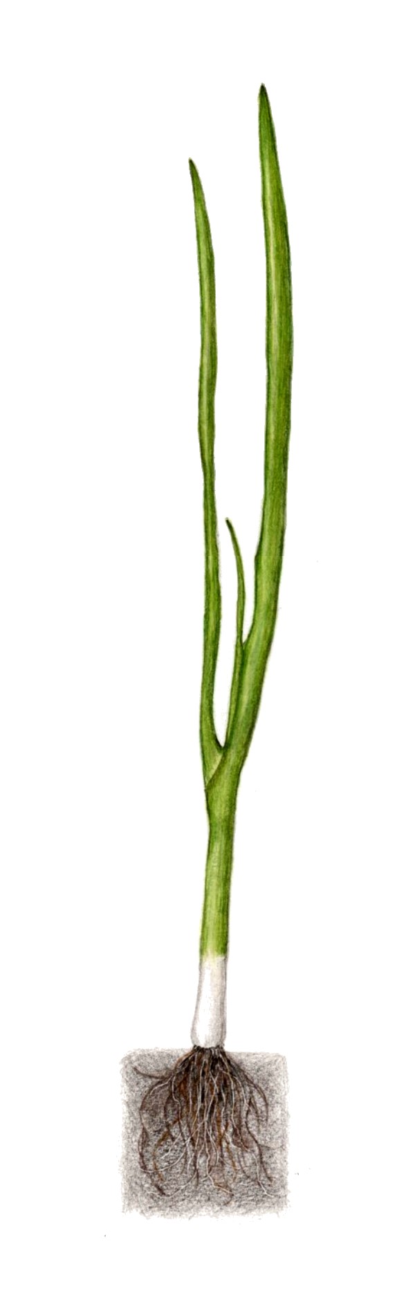 botanical-practice-green-onion